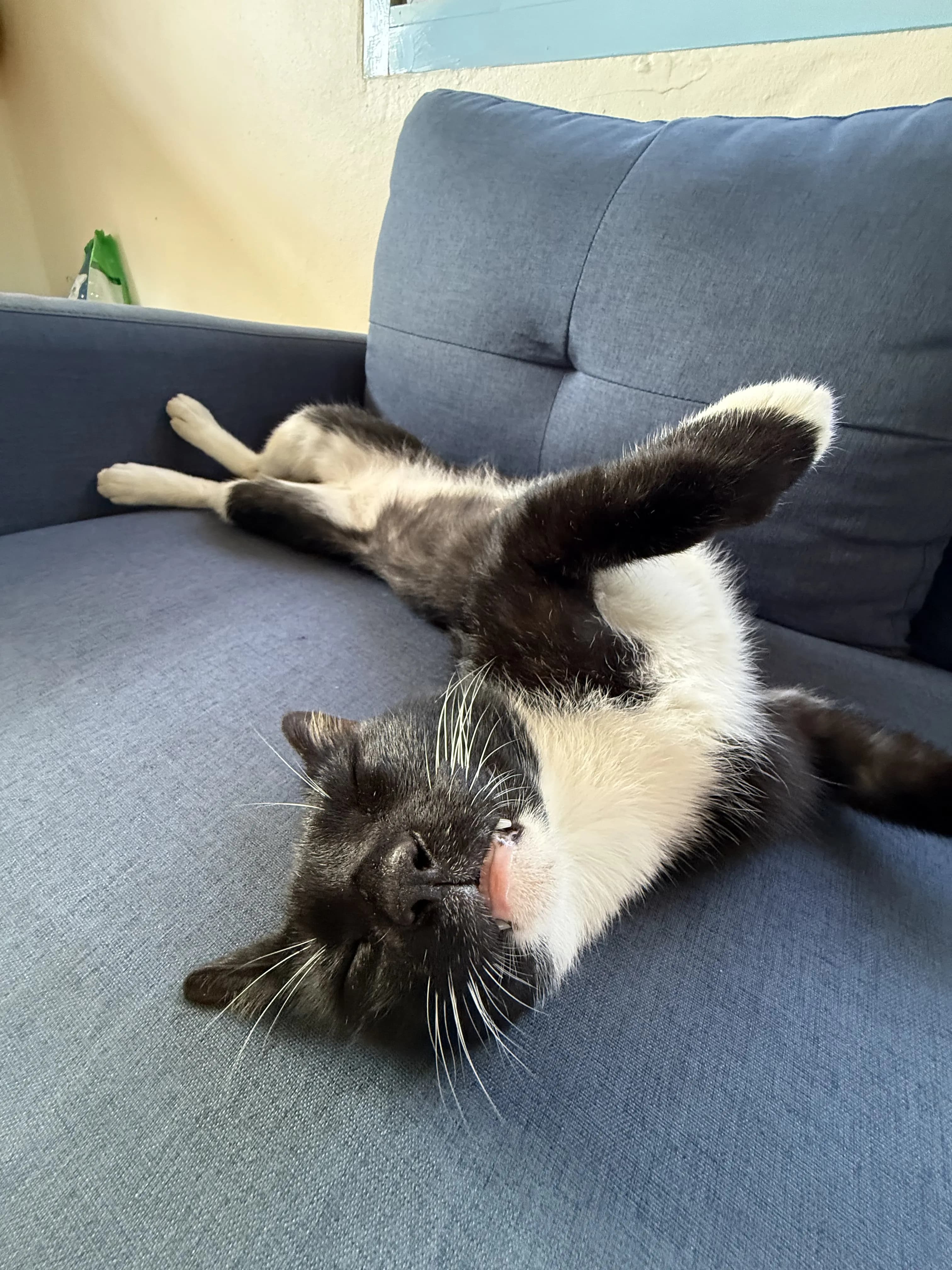 George on his morning patrol